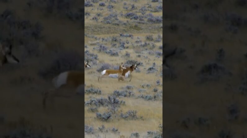 Who's chasing antelope this season??